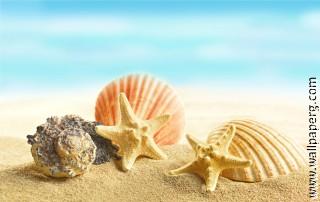 ?seashells?(2)