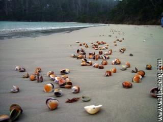 Abandoned shells