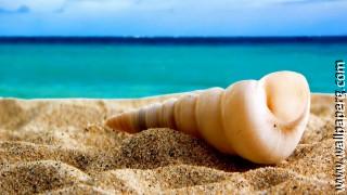 Beach sand seashells hd w