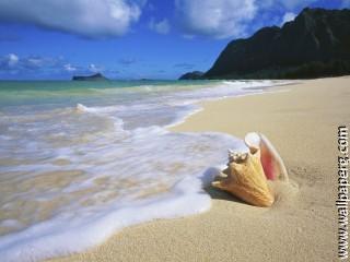 Conch shell oahu hawaii
