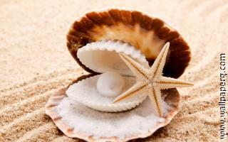 Sea conch with starfish