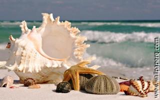 Sea shells at the sandy b