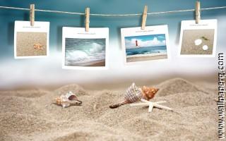 Photography seashells