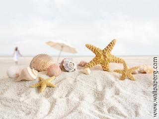 Seashells and starfish on the beach wallpaper