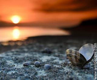 Shell on beach