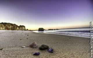 Shells on the beach