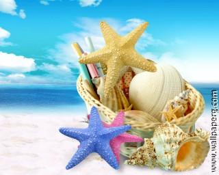 Shells and starfish