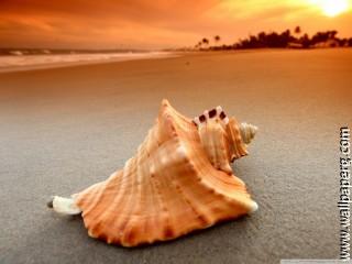 Whelk shell wallpaper