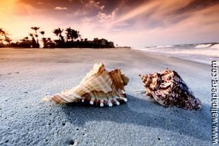 Beach conch