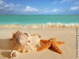 Beach starfish with shell