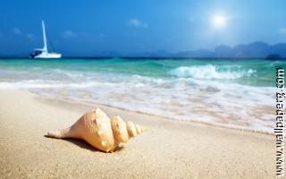 Beaches sand shells waves awesome wallpaper