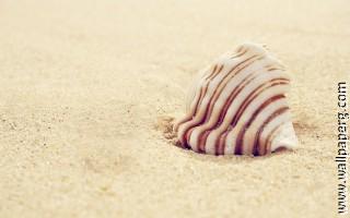 Shells and sea