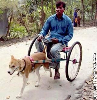 Indian man dog cart funny