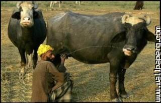 Milkman and buffalo funny