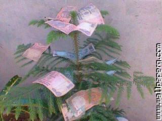 Money trees funny