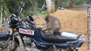 Monkey on indian police bike