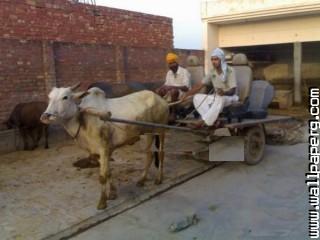 Punjabi culture funny car