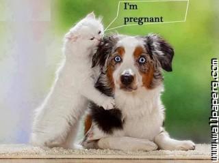 I am pregnant funny joke