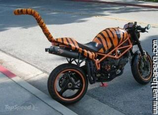 Tiger bike amazing funny