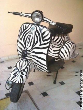 Zebra bike funny