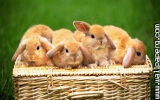 Bunny basket