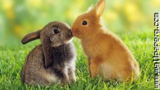 Bunny love