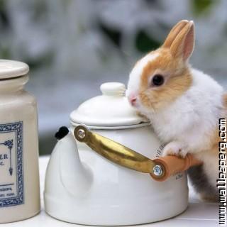 Bunny with teapot