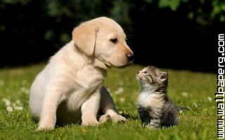 Cat and dog