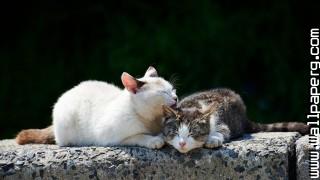 Cats sleeping wallpapers