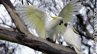 Cuckatoos