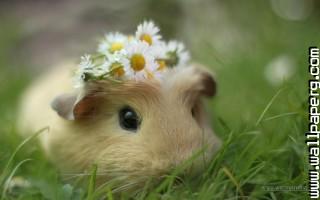 Cute animal  cavy