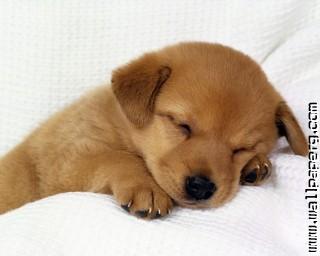 Cute brown puppy