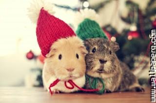 Cute guinea pigs