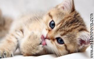 Cute kitten