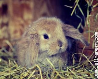 Fluffy bunny