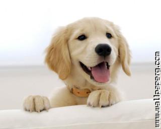 Golden retriever puppy