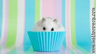 Hamster muffin wallpapers