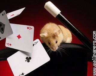 Hamster poker