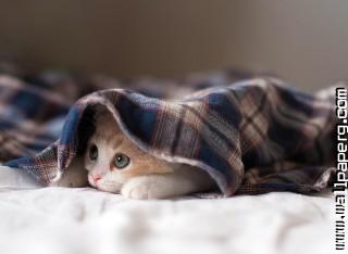 Kitten in blanket