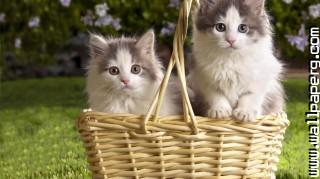 Kittens in basket