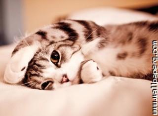 Lazy kitty