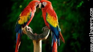 Parrot couple