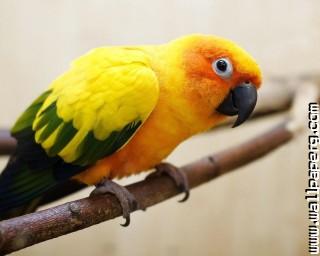 Parrot on branch