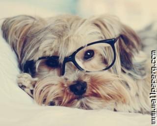 Puppy glasses