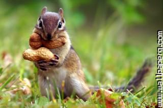 Squirrel peanut