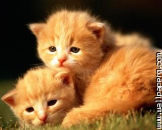 Two little kittens