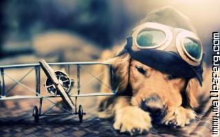 Pilot dog