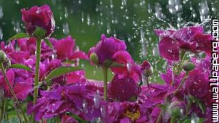 Beautiful blossoms in rain