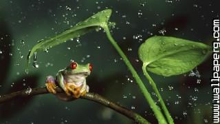 Hd frog in rain