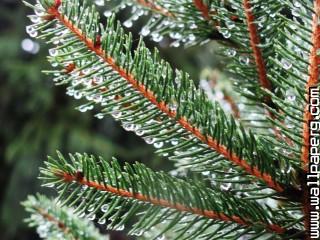 Sparkle of rain on the pines